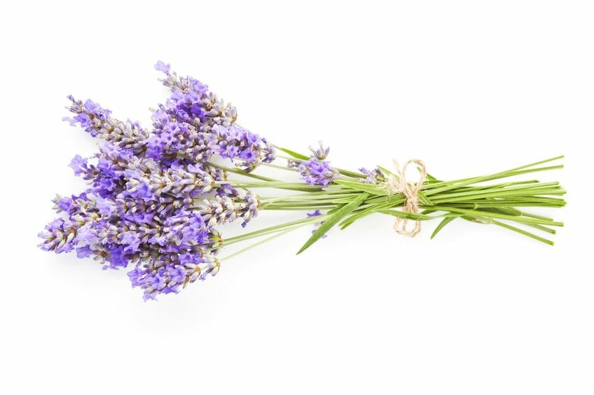 Lavender Essential Oil