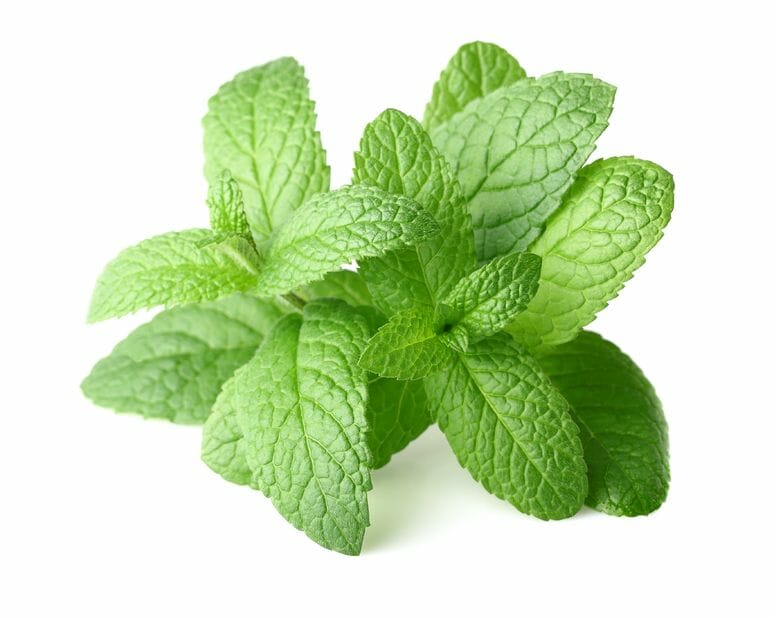 Peppermint Essential Oil