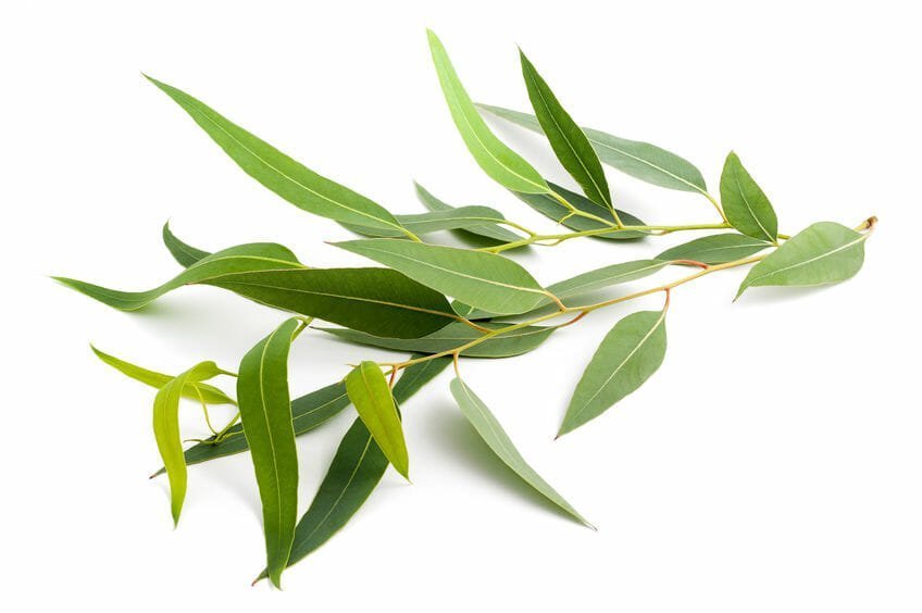 Eucalyptus Essential Oil