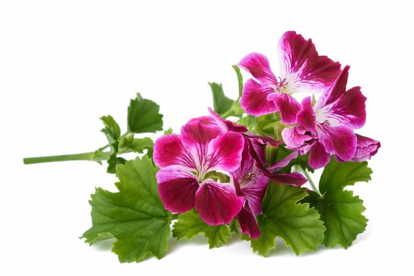 Rose Essential Oil